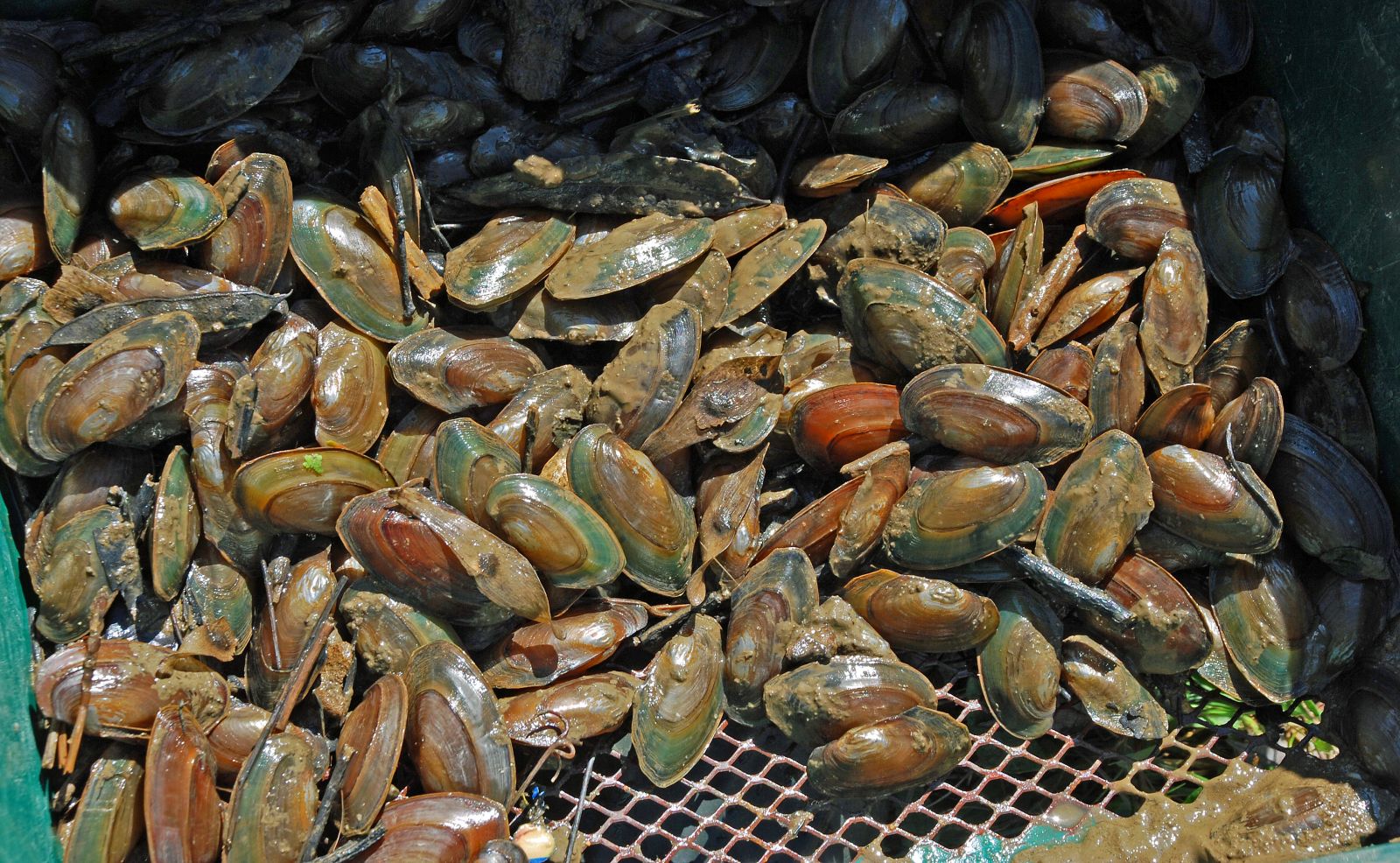 A Mussel’s Muscles Can another bivalve help save the bay? Maryland